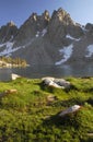 Alpine meadow in Sierra Nevada Royalty Free Stock Photo