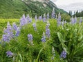 Alpine Meadow With Silvery Lupine