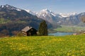 Alpine meadow in spring Royalty Free Stock Photo