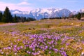 Alpine meadow in spring covered in purple spring crocus (Crocus vernus) flowers Royalty Free Stock Photo