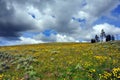 Alpine Meadow and Storm Clouds Royalty Free Stock Photo