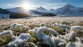 Alpine meadow is transformed into a winter wonderland