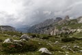 Alpine meadow in the Tre Cime Nature Park, Alto Adige, the Dolomites, Italy