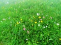 Alpine meadow under Crna prst in the Julian alps