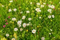 Alpine meadow with wild daisies and clovers on a summer day Royalty Free Stock Photo