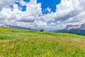 Alpine meadow with wild flowers in the Italian Dolomites. Royalty Free Stock Photo