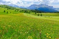 Alpine meadow with wild flowers in the Italian Dolomites. Royalty Free Stock Photo