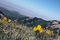 Alpine meadow with wildflowers Royalty Free Stock Photo