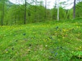 Alpine meadow with yellow and blue flowers incl. Clusius\' gentian (Gentiana clusii Royalty Free Stock Photo