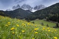 Alpine meadow with yellow flowers with Alp Mountains Royalty Free Stock Photo