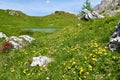 Alpine meadow with yellow kidney vetch (Anthyllis vulneraria) flowers