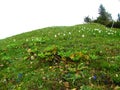 Alpine meadow with yellow, white and blue wildflowers incl. spring gentian and poet\'s daffodil