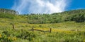 Alpine Meadow With Yellow Wildfloers