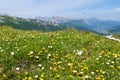 Alpine meadow with yelow and white flowers incl. mountain avens Royalty Free Stock Photo