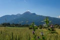 Alpine Meadows Royalty Free Stock Photo