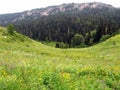 Alpine meadows of the Caucasus mountains, Lago-Naki plateau, mountain river, fir trees, many flowers Royalty Free Stock Photo