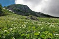 Alpine meadows are covered with blooming white and yellow wildflowers Royalty Free Stock Photo