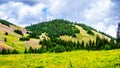 Alpine meadows covered in pink fireweed wildflowers at the foot of Tod Mountain Royalty Free Stock Photo