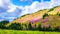 Alpine meadows covered in pink fireweed wildflowers at the foot of Tod Mountain Royalty Free Stock Photo