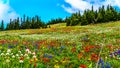 Alpine meadows filled with an abundance of wildflowers in Sun Peaks in British Columbia, Canada Royalty Free Stock Photo