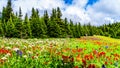 Alpine meadows filled with an abundance of wildflowers in Sun Peaks in British Columbia, Canada Royalty Free Stock Photo