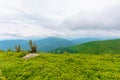 Alpine meadows of mnt. runa, ukraine Royalty Free Stock Photo