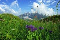 Alpine meadows and mountain flowers on a background of distant mountains in a beautiful cloud Royalty Free Stock Photo