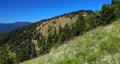 Olympic National Park Landscape Panorama of Summer Flowers in Alpine Meadows, Washington State Royalty Free Stock Photo