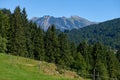 Alpine Meadows, Pine Forests, and the Azure Sky. Summer Meadows and Evergreen Forests Beneath Blue Skies. Mountain