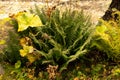 Alpine mountain flowers. Wildflowers growing on mountains. Royalty Free Stock Photo