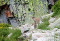 Alpine mountain goat baby in the wild nature