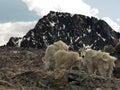 Alpine Mountain Goats