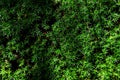 Alpine mountain moss background green moss texture Royalty Free Stock Photo