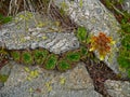 Alpine mountain vegetation close up background plant Pinus mugo textures and grass. Royalty Free Stock Photo