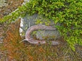 Alpine mountain vegetation close up background plant Pinus mugo textures and grass. Royalty Free Stock Photo