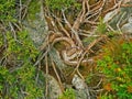 Alpine mountain vegetation close up background plant Pinus mugo textures and grass. Royalty Free Stock Photo