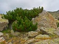 Alpine mountain vegetation close up background plant Pinus mugo textures and grass.