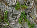 Alpine mountain vegetation close up background plant Pinus mugo textures and grass. Royalty Free Stock Photo