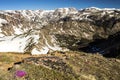 Alpine mountains beartooth range flowers tundra Royalty Free Stock Photo