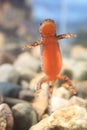 Alpine newt Royalty Free Stock Photo