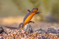 Alpine newt aquatic animal swimming in freshwater habitat Royalty Free Stock Photo