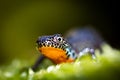 Alpine Newt in close-up Royalty Free Stock Photo