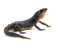 Alpine Newt, Ichthyosaura alpestris Royalty Free Stock Photo