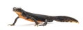 Alpine Newt, Ichthyosaura alpestris Royalty Free Stock Photo