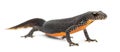 Alpine Newt, Ichthyosaura alpestris Royalty Free Stock Photo