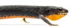 Alpine Newt, Ichthyosaura alpestris Royalty Free Stock Photo