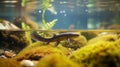 Alpine newt (Ichthyosaura alpestris) colorful male aquatic amphibian swimming in freshwater habitat Royalty Free Stock Photo