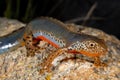 Alpine newt Mesotriton alpestris near Cotos, Madrid, Spain Royalty Free Stock Photo