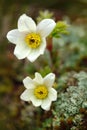 Alpine Pasqueflower Or Alpine Anemone, Pulsatilla Alpina, White Wild Plant, Two Blooms, In The Nature Habitat, Krkonose Mountain,