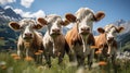 Alpine Pastoral Symphony: Cows Grazing in Salzburg